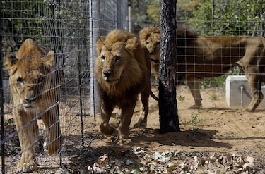 Mueren varios leones sudamericanos en santuario sudafricano