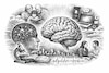 Proteger el cerebro: nuestra red en evolución digital