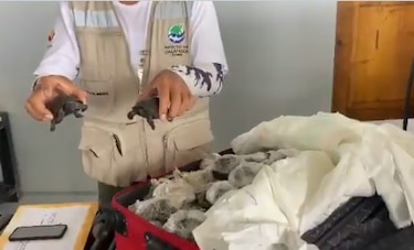Descubren una maleta con 185 tortugas en el aeropuerto de Galápagos
