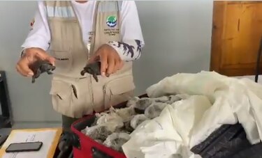 Descubren una maleta con 185 tortugas en el aeropuerto de Galápagos