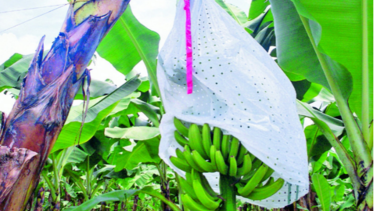 Estados Unidos se interesa por producción local