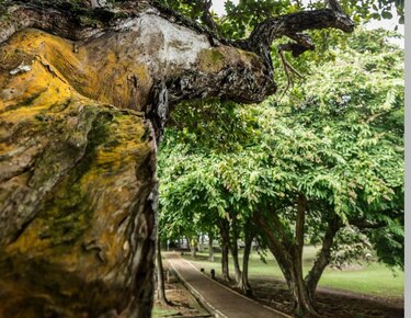 Lluvias: cierran temporalmente el parque Omar por caída de árboles