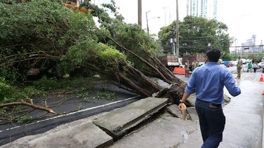 46 árboles caídos tras fuertes lluvias