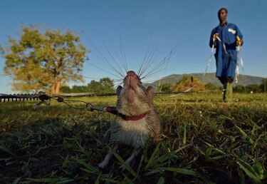 Los increíbles animales que realizan trabajos especializados que ni los seres humanos ni los robots pueden hacer