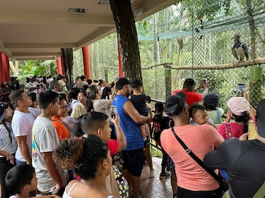Un poco más de 4 mil personas celebran el cumpleaños 16 del águila harpía ‘Panamá’ en el Summit