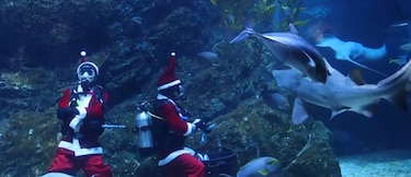 Un Santa Claus submarino sorprende a visitantes en el acuario más grande del sudeste asiático