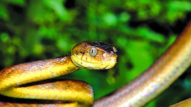 Serpiente invasora está acabando con aves y bosques