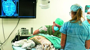 Un hospital para tortugas