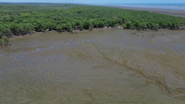 Proyecto de ley: ¿se permitirá la pesca industrial en humedal bahía de Panamá?