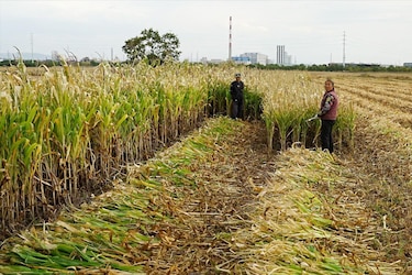 Cómo China está transformando una zona rural donde se cultivan papas en el centro de su competencia tecnológica con Estados Unidos