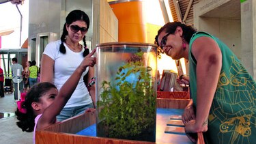 El biomuseo entregará boletos gratuitos