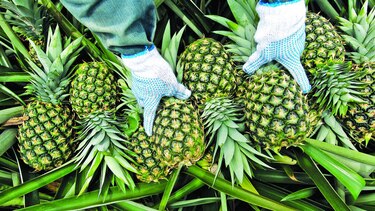 Piña gana terreno
