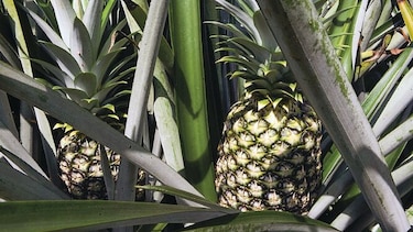 Piña panameña llega a China