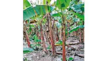 Producción de plátano en Barú se reduciría un 60%