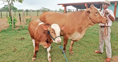 Universidad de Panamá comprará finca de 325.2 hectáreas