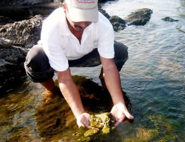 Identifican alga que está proliferando en los ríos santeños