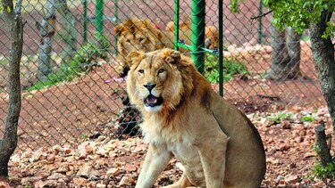 Dos leones son rescatados en Irak y Siria