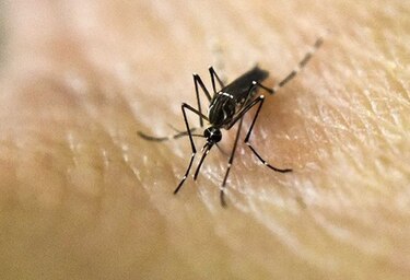 Minsa reporta que en el país hay 243 casos de zika