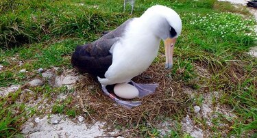 Una albatros pone un huevo a sus 66 años