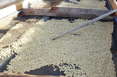 El café geisha, un romance en Panamá
