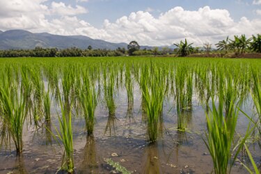 El arroz vuelve a la agenda nacional: importación, clima y producción bajo análisis