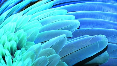 PANAMÁ CUENTA CON UN MILLAR DE AVES