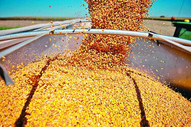 Cuba comenzará cultivos transgénicos de maíz y soya en 2017