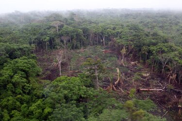 Los dueños de la madera en la provincia de Darién