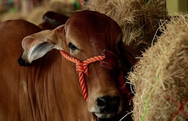 Alianza público privada busca mejorar calidad de la carne