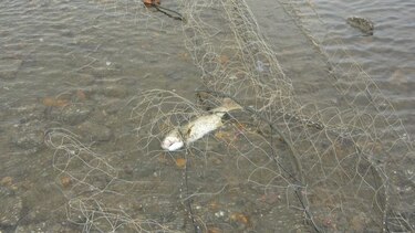 Los Santos: pescadores denuncian gran cantidad de basura en playas