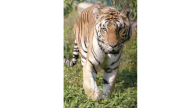 Intentan capturar a un tigre que ha matado ocho personas