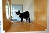 Día del Gato: Tres aniversarios y siete (¿o nueve?) vidas