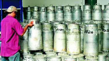 Producción lechera en Azuero cae 50%