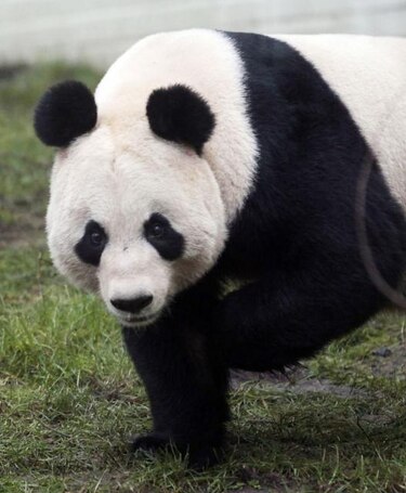 Aumenta número de pandas salvajes en ciudad noroccidental de China