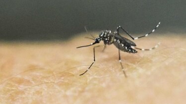 OPS mantiene lista de países de riesgo de fiebre amarilla
