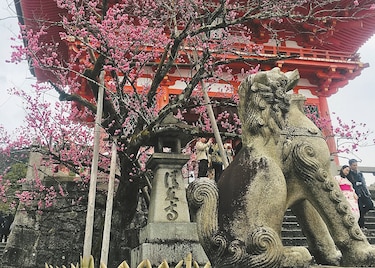 Un abrebocas para conocer la cultura japonesa