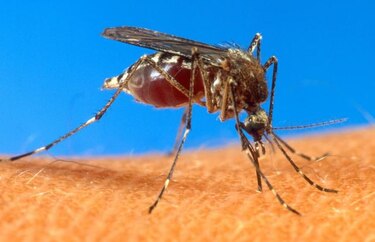 Minsa declara alerta preventiva por virus Chikungunya