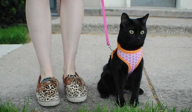 Decidirán en pueblo de Alaska si imponen correas a gatos