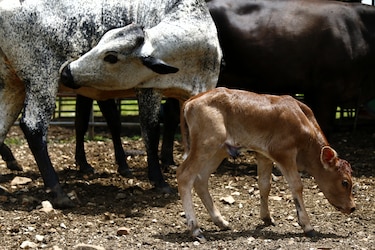 El Niño dibuja tres escenarios para el agro panameño