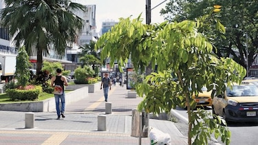 Ordenan el verdor urbano