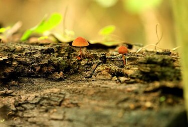 La pérdida de biodiversidad amenaza los ecosistemas del planeta