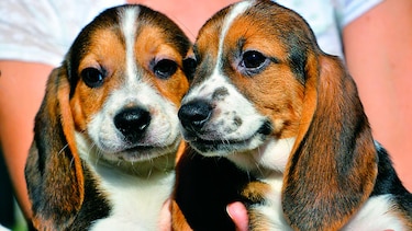 Nacen siete perros por fecundación ‘in vitro’