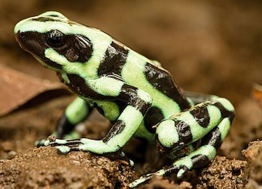 Descubren las claves sobre el hongo que mata a miles de ranas