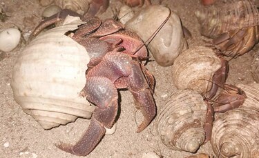 Cangrejos ermitaños buscan en Tailandia, con desesperación, caracoles