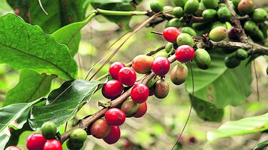 Honduras aumenta envíos de café
