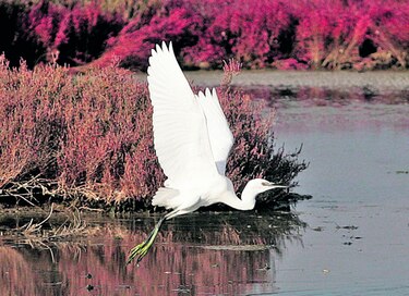 Pájaros tienen un sexto sentido para huir de tormentas