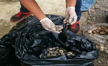 Decomisan unos 3 mil huevos de tortuga extraídos en Tonosí