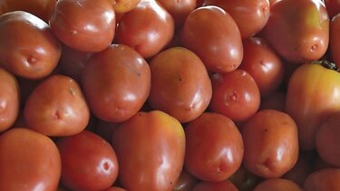 Productores de tomate ponen a prueba nueva semilla
