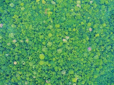 Drones ayudan a develar misterio sobre mortalidad de los árboles