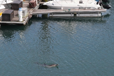 Capturas accidentales de delfines, un debate que surca las costas del norte de España